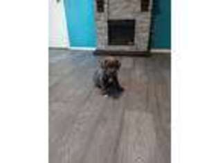Cane Corso Puppy for sale in Creve Coeur, IL, USA