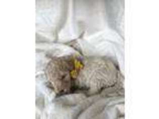 Labradoodle Puppy for sale in Wendover, UT, USA