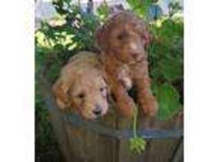Goldendoodle Puppy for sale in Clare, IL, USA