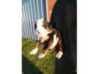 Bernese Mountain Dog Puppy for sale in Toledo, OH, USA