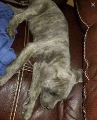 Cane Corso Puppy for sale in North Highlands, CA, USA