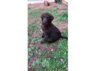 Labradoodle Puppy for sale in Locust Grove, GA, USA