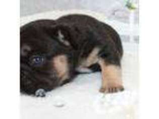 French Bulldog Puppy for sale in Piqua, KS, USA