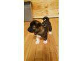 Akita Puppy for sale in Laurel, MD, USA