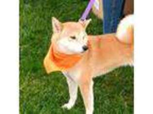 Shiba Inu Puppy for sale in Laveen, AZ, USA