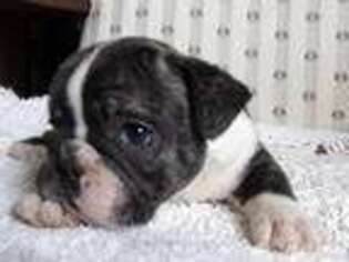 French Bulldog Puppy for sale in Luray, VA, USA