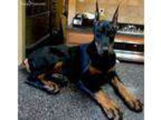 Doberman Pinscher Puppy for sale in The Colony, TX, USA