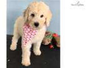 Shepadoodle Puppy for sale in Ann Arbor, MI, USA