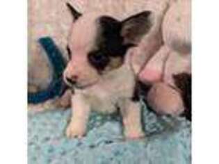 Pembroke Welsh Corgi Puppy for sale in Casa Grande, AZ, USA