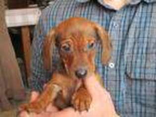 Dachshund Puppy for sale in Owen, WI, USA