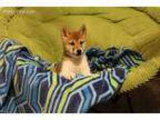 Shiba Inu Puppy for sale in Newville, PA, USA
