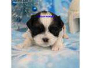 Mal-Shi Puppy for sale in Rock Rapids, IA, USA