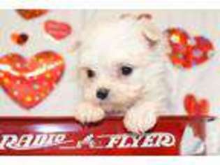 Maltese Puppy for sale in ELK CITY, KS, USA