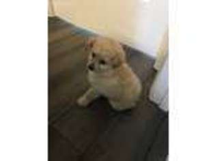 Mutt Puppy for sale in Matthews, NC, USA