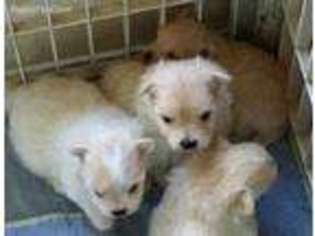 Maltipom Puppy for sale in Jacksonville, FL, USA