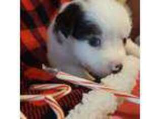 Miniature Australian Shepherd Puppy for sale in Stockbridge, GA, USA