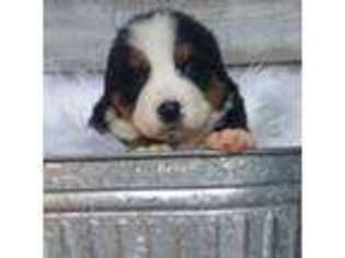 Bernese Mountain Dog Puppy for sale in Stamping Ground, KY, USA