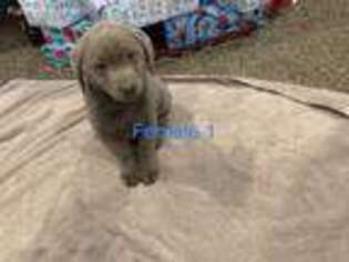 Labrador Retriever Puppy for sale in Carthage, IL, USA