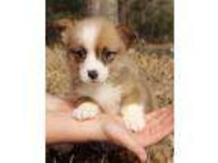 Pembroke Welsh Corgi Puppy for sale in Poplarville, MS, USA
