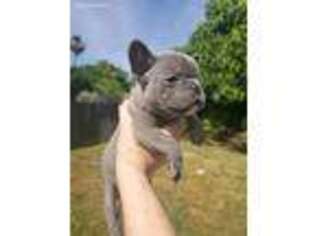 French Bulldog Puppy for sale in Foresthill, CA, USA