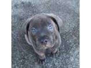 Cane Corso Puppy for sale in Sewell, NJ, USA
