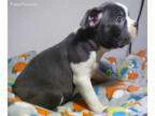 Boston Terrier Puppy for sale in Detroit, MI, USA