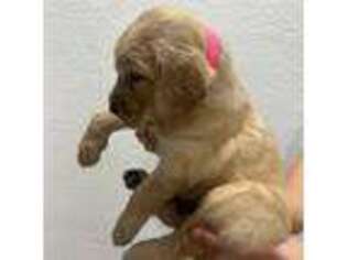 Golden Retriever Puppy for sale in Hialeah, FL, USA