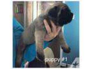 Mastiff Puppy for sale in DEVILLE, LA, USA