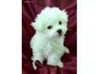 Bichon Frise Puppy for sale in Waveland, MS, USA