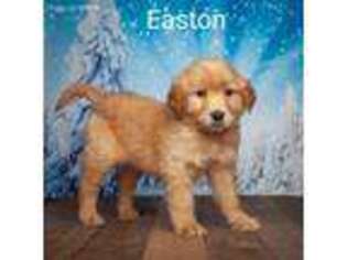 Golden Retriever Puppy for sale in Addison, MI, USA
