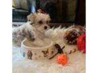Mutt Puppy for sale in Gonzales, LA, USA