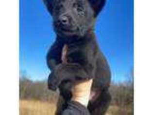 Belgian Malinois Puppy for sale in Industry, IL, USA