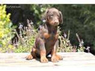 Doberman Pinscher Puppy for sale in Four Oaks, NC, USA