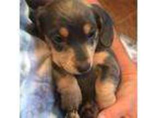 Dachshund Puppy for sale in Rogersville, TN, USA