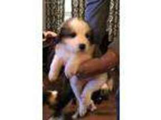 Great Pyrenees Puppy for sale in Maysville, GA, USA