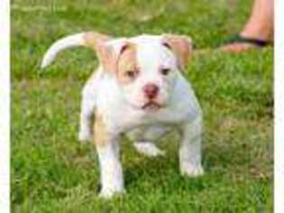 American Bulldog Puppy for sale in Newcomerstown, OH, USA