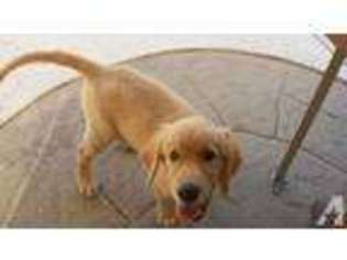 Golden Retriever Puppy for sale in LINCOLN, CA, USA