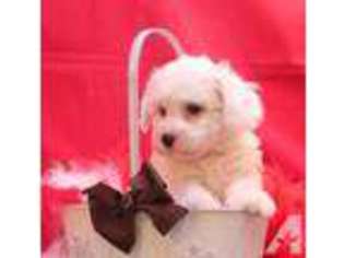 Bichon Frise Puppy for sale in LOUISVILLE, MS, USA
