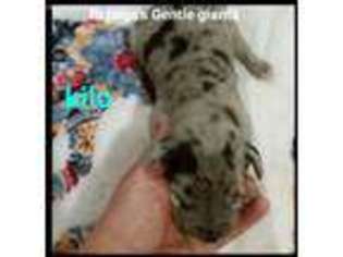 Great Dane Puppy for sale in Windsor, MO, USA