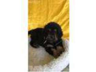 Tibetan Mastiff Puppy for sale in Monroe, GA, USA