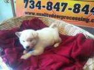 Akita Puppy for sale in TEMPERANCE, MI, USA