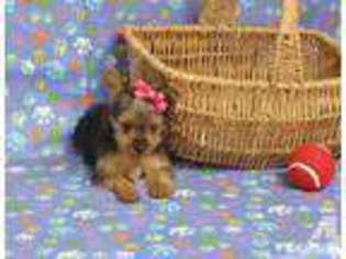 Yorkshire Terrier Puppy for sale in RICHMOND, VA, USA