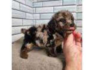 Mutt Puppy for sale in Spraggs, PA, USA