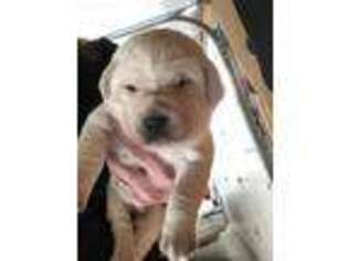 Labrador Retriever Puppy for sale in Sedalia, CO, USA