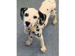 Dalmatian Puppy for sale in Rochester, NY, USA