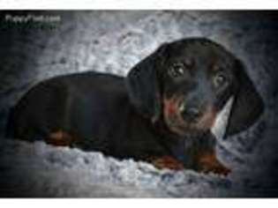 Dachshund Puppy for sale in Maple Lake, MN, USA