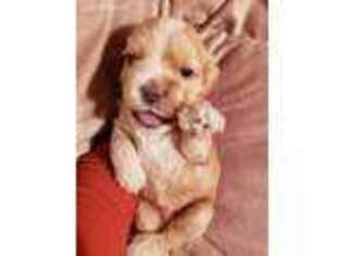 Cocker Spaniel Puppy for sale in Beloit, WI, USA