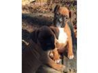 Boxer Puppy for sale in Frederick, MD, USA