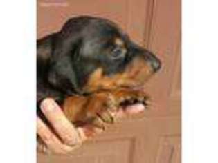 Doberman Pinscher Puppy for sale in Columbia, KY, USA