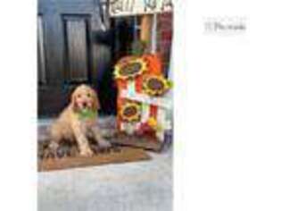 Goldendoodle Puppy for sale in Fort Worth, TX, USA